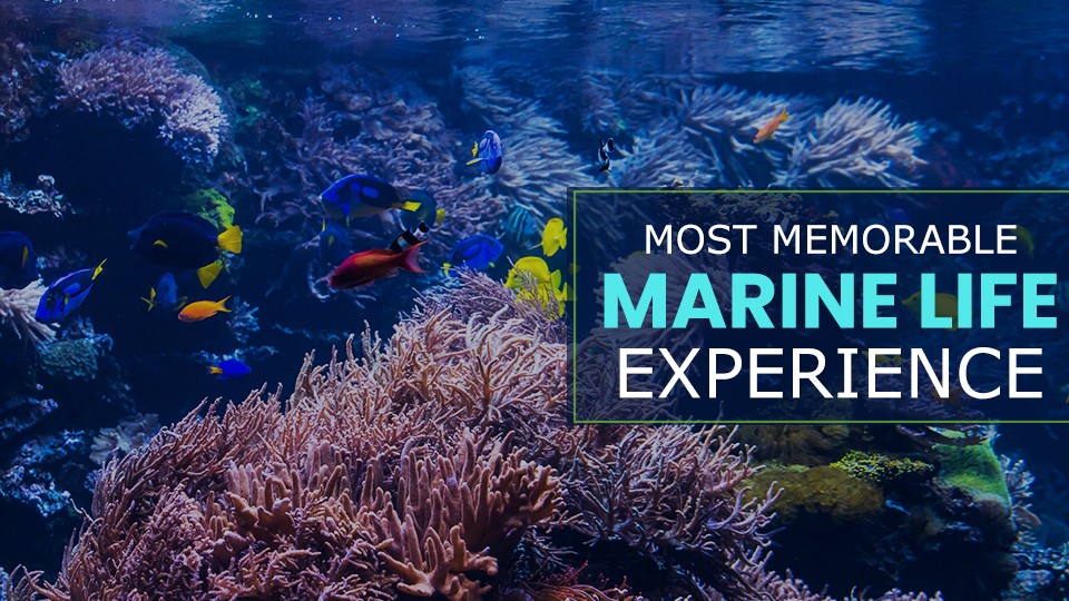 Marine-Life-Experiences